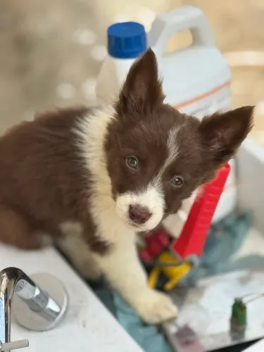 Filhotes de Border Collie à Venda