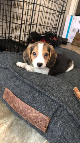 Beagle muito fofo