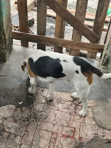 Vendo filhote de beagle