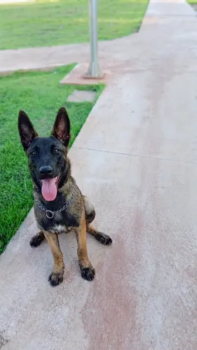 Pastor belga malinois