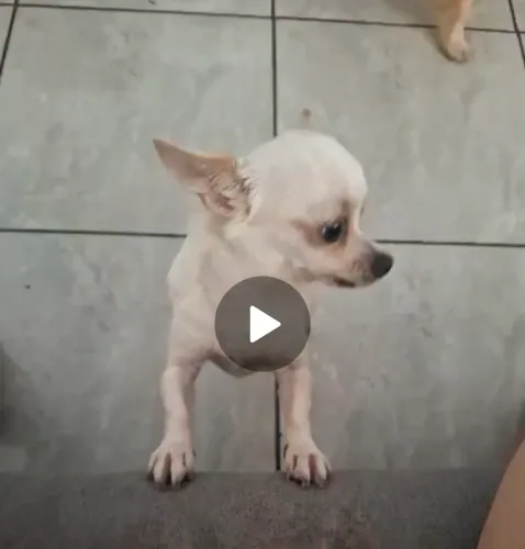 Chihuahua fêmea companhia