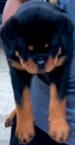 FILHOTES DE ROTTWEILER À VENDA