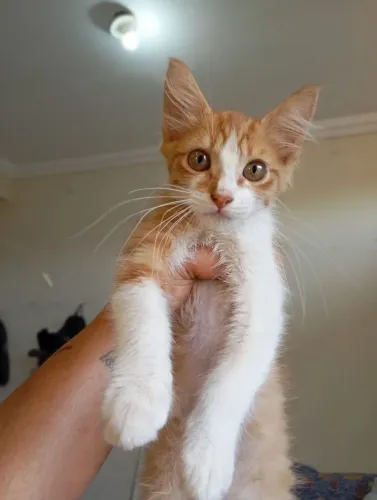 Gato macho laranja 