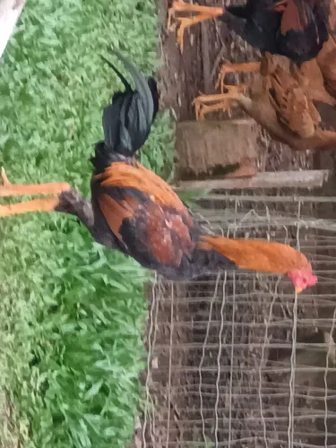 Frango fino