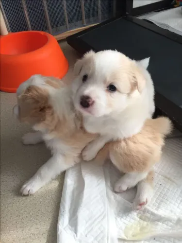 Filhote Macho Border Collie 