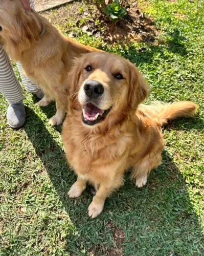 Golden retriever 2 anos e meio 
