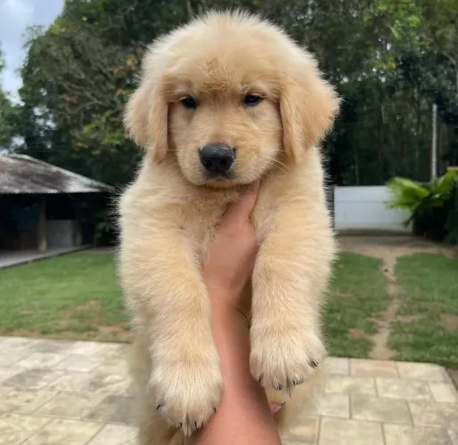 Golden com 60 dias vacinado machos 