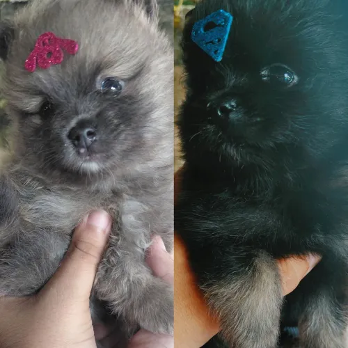 Lindos filhotes de Spitz/Lulu