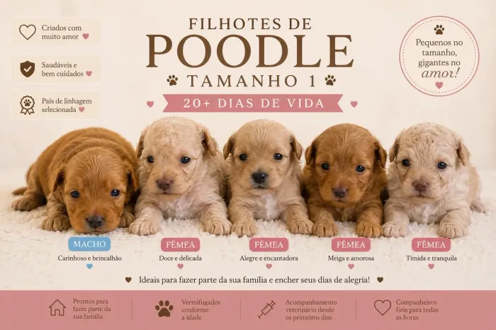 Filhotes de poodles a venda
