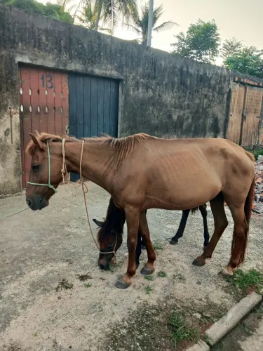 Égua (polda)