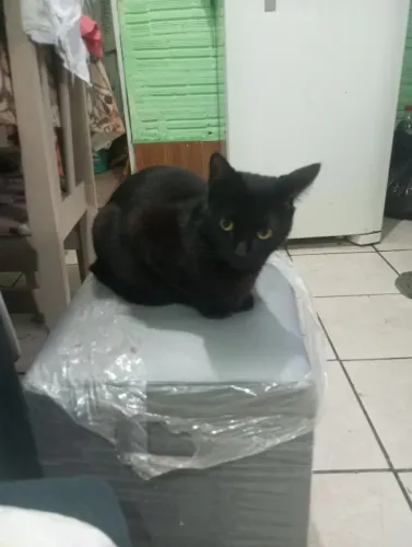 Gato fêmea 