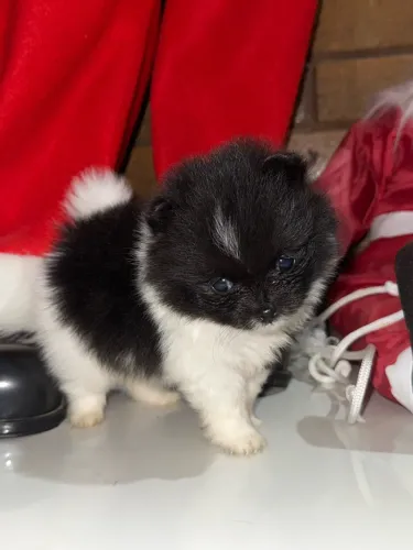 FILHOTE DE LULU DA POMERÂNIA À VENDA! 