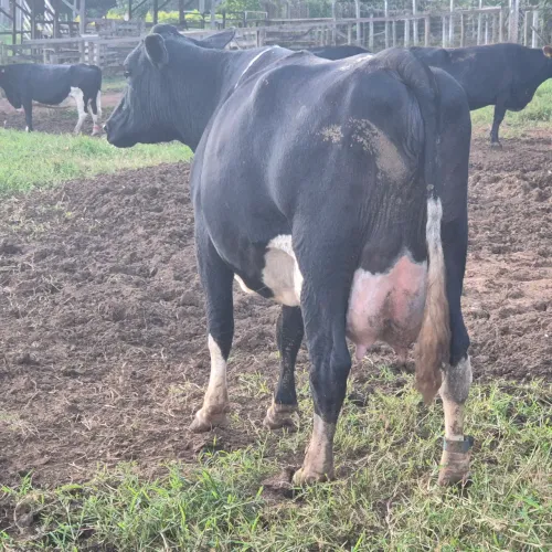 Vacas leiteiras