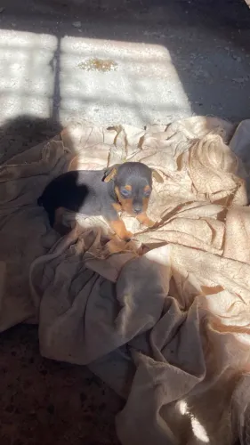 Cachorro pincher 0 