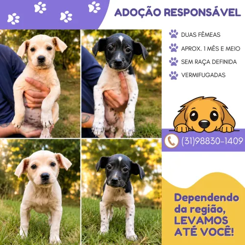 Cachorrinhas para Adoção BH
