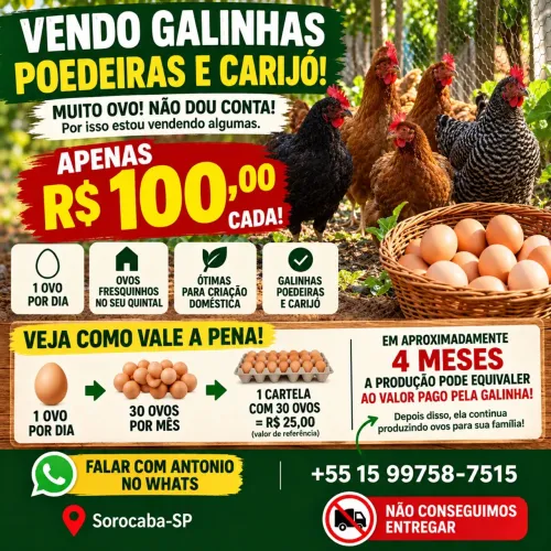 VENDO GALINHAS POEDEIRAS E CARIJÓ!