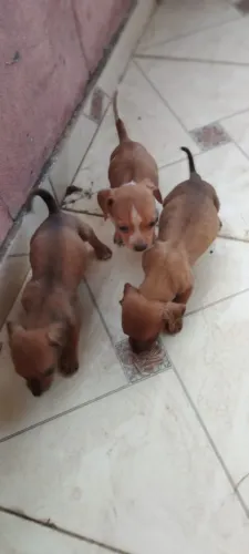Cachorro raça Dachshund