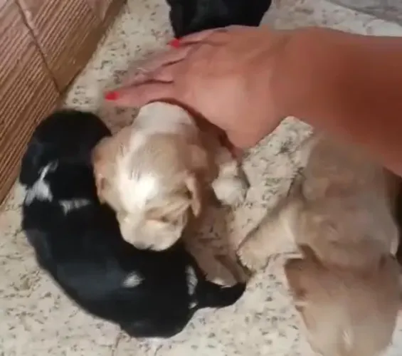 Cocker spaniel amoroso, elegante