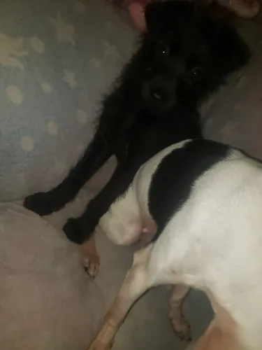 Doação de filhote pincher com vira lata