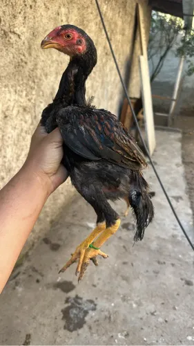 Vendo pintinho de genética de ponta 