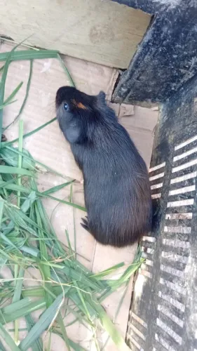 Porquinho da índia macho disponível para venda 100 reais cada um 