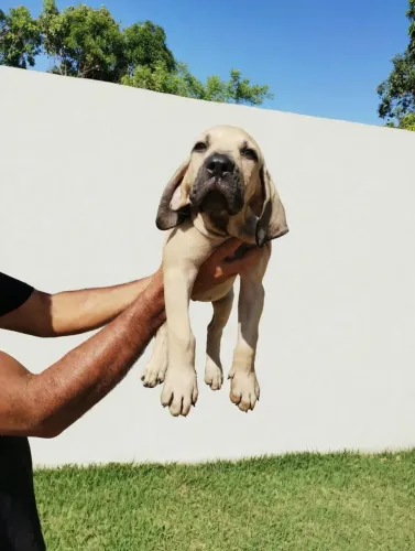 FILA BRASILEIRO PEDIGREE
