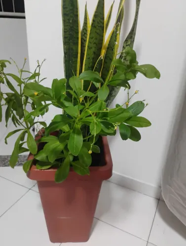 Planta espada de São Jorge