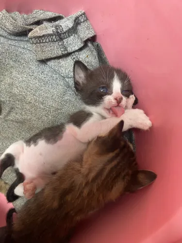 Doação de gatinhos