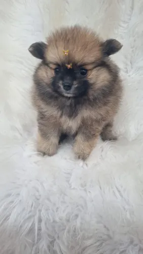 Lulu pomerania anão 