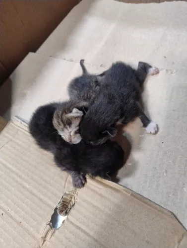 Gatos para doação
