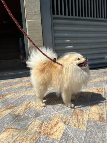 Spitz Alemão Anão, bebês à pronta entrega