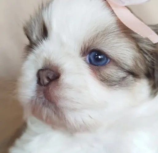 Shih tzus minis legitimos pelagem seda 