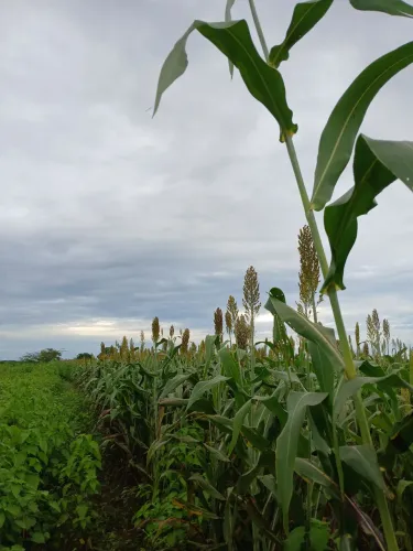 Temos silagem de qualidade, milho e de sorgo. 300 toneladas para vender