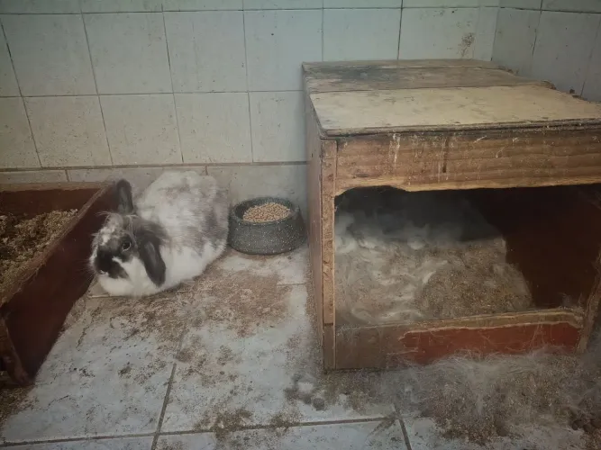 Vende-se filhotes de coelho mini Lion Head 80,00 reais e mini lop Uruguaio 150,00 reais 
