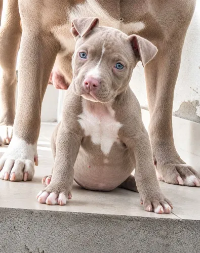 Pit monster