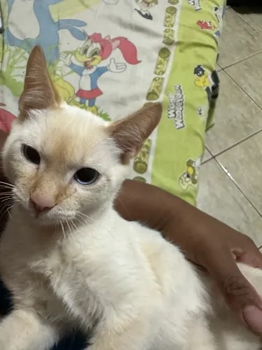 Gato fêmea para doação