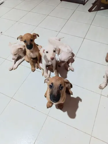 Doa-se cachorrinhos de 2 meses