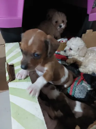 Danchshund arlequim olhos azuis miniatura