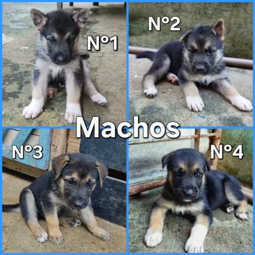 Filhote de Pastor Alemão com Husky Siberiano