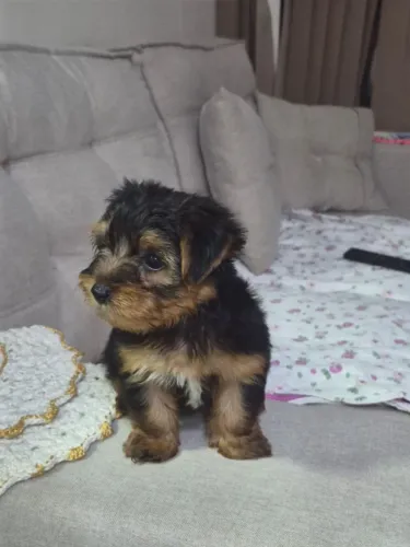 Filhotes de yorkshire terrier