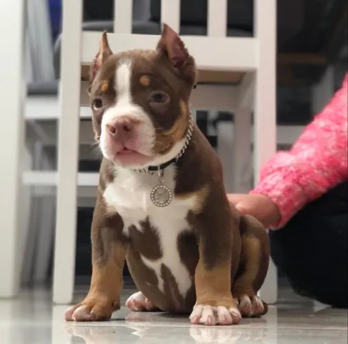 American Bully - Filhotes Que Enchem A Casa De Vida
