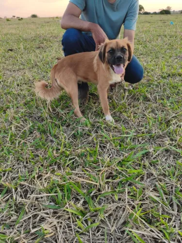 Doação cachorro macho