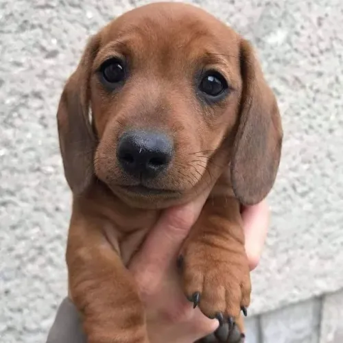 Filhote de cachorro dachshund/teckel/basset/salsicha/cofap dócil