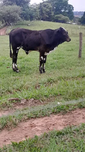 Vendo bezerro desmame, 8 meses