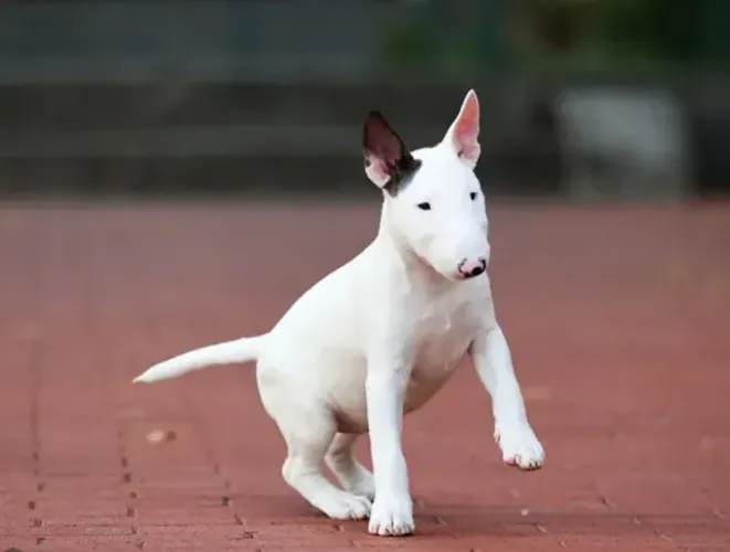 Bull Terrier,Bull Terrier Filhote Selecionado Alta Procedência