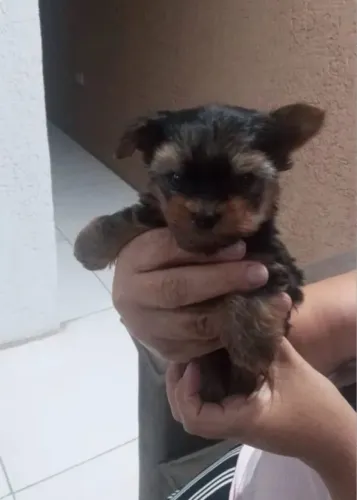 Yorkshire Terrier Filhote - Muito Carinhoso