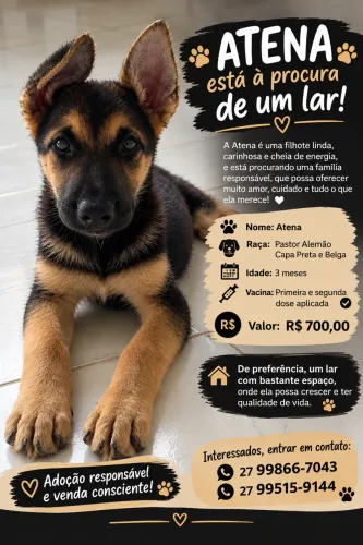 Filhote Fêmea Pastor Alemão - Atena | 3 Meses | Vacinas em Dia