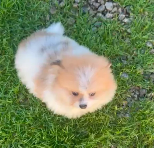 Spitz alemão macho Lulu da Pomerânia