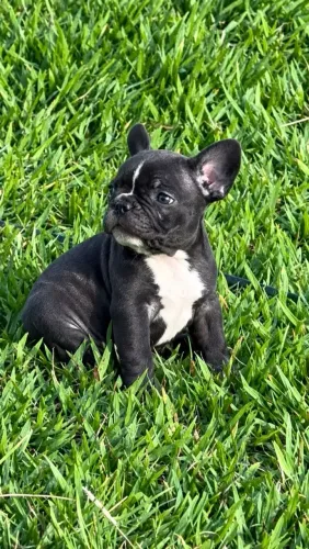 Vendo filhotes de Bulldog Francês