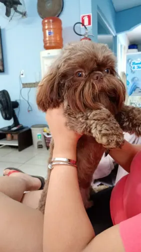 VENDO CRUZA DE SHIH TZU